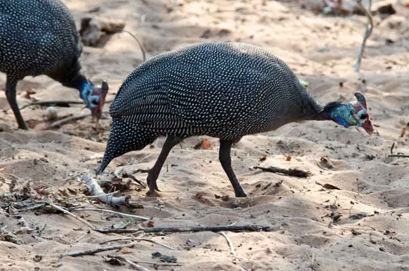 145 - Botswana - gallina de Crimea - parque nacional de Chobe